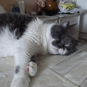 Counter Cat