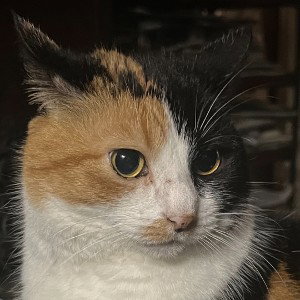Cookie Kats Cat 