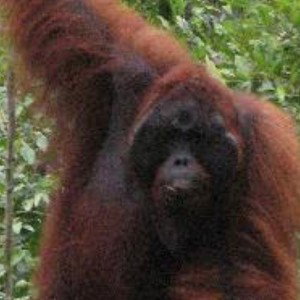 Orangutan