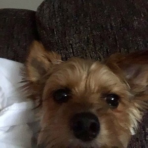 da Dawg 