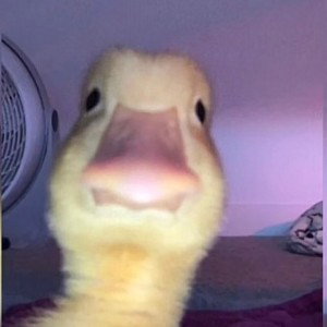 sukc my ballz