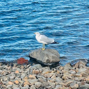 Steven seagull ( One Take )  
