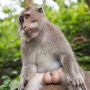 Big balls & small penis problem