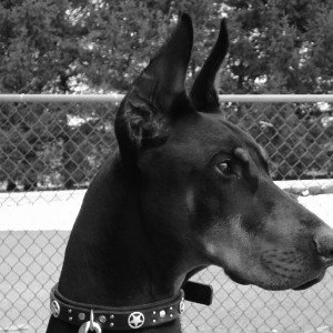 Off Tha Leash - KidRen