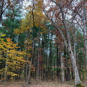 freestyle