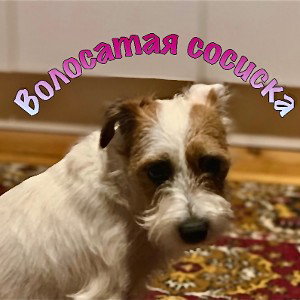 волосатая сосиска