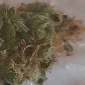 Doobie 