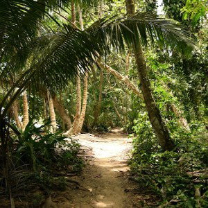 JUNGLE