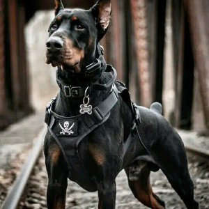 Dober Man 