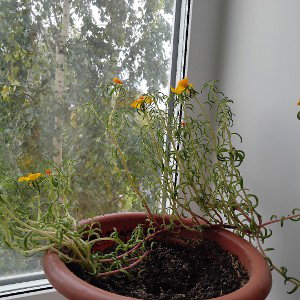космос