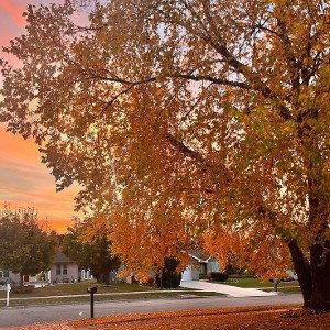 MORNING LEAFS