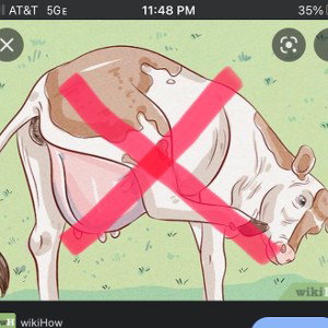 I don’t like cows