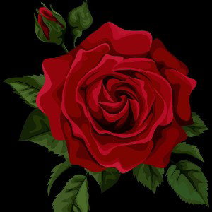 Night Roses