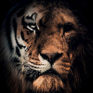 the lion