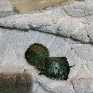 who said turtles don't run
