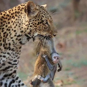 killer instinct