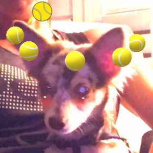 dog like reese