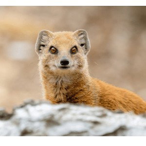 FaZe Mongoose does his morning routine 
