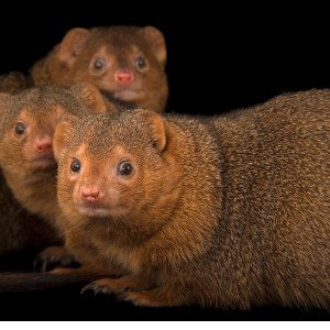 FaZe mongoose gets chased by the feds