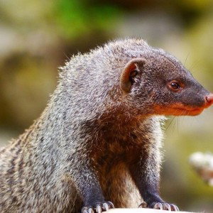 FaZe Mongoose resorts to primal instincts