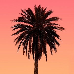  Palm-trees 