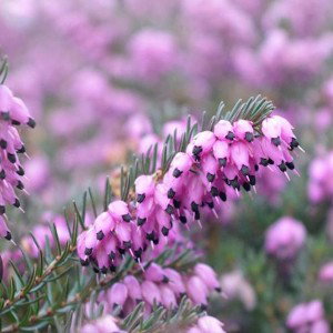Heather