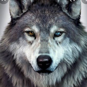 Leader of the pack