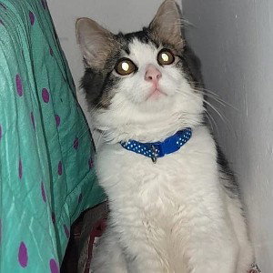 el rap del gato 