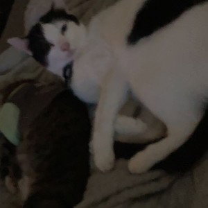 pawg feat. (big boy p)