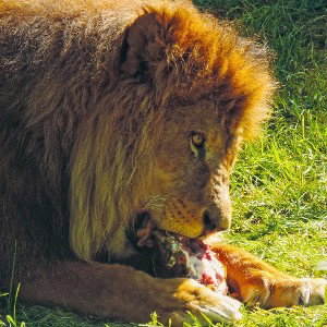 Pray or Prey