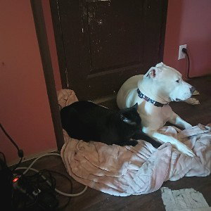 org of a blue pit