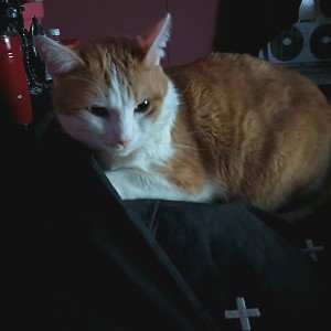 ⚡ 😺 1