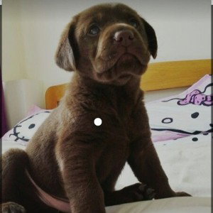 Previo Aqui Black 