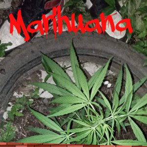 MARIHUANA (PAGANO)