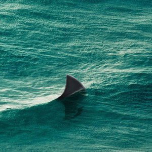SHARK FREESTYLE