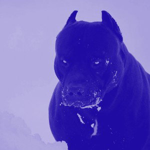 We are(animous) (Slowed + Reverb)