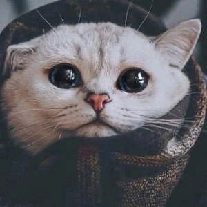 на тот же минусок...