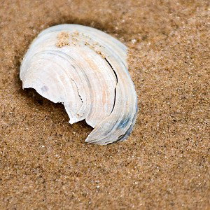Smartex / LilSerp - Broken Shells