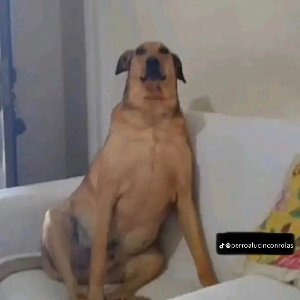 MI PUTA 