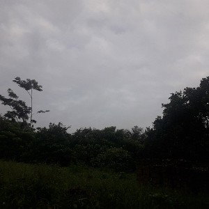 Bibinii
