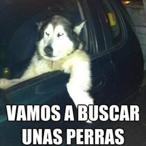 perras apkk
