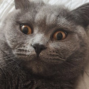 безбашенный кот