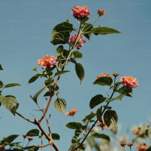 Flower flows 