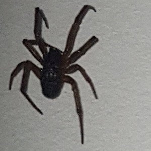 SPIDER