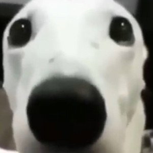 najajannss