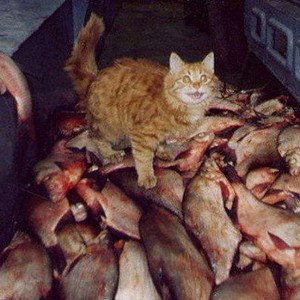 предатель 