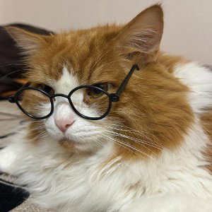 Бабка гей