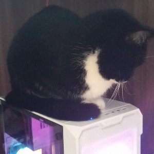 Отдых Для Кота