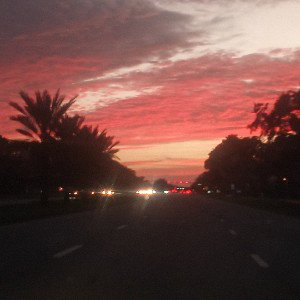 Florida boi