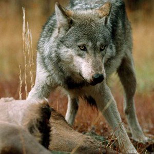 The Hunt
